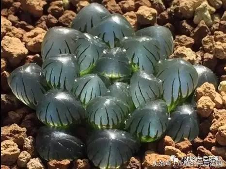 二零一六,多肉大事记