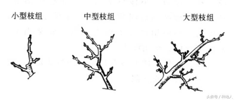 一年生小桃树修剪,桃树怎么修剪树枝