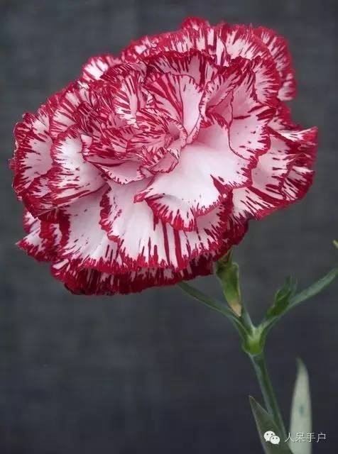 新年赏国花,世界各地最美的国花