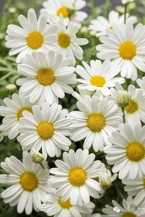 新年赏国花,世界各地最美的国花