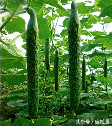 应城春天名苑在哪里,应城春天名苑