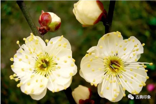 青江梅花香雪海,香雪海梅花国画