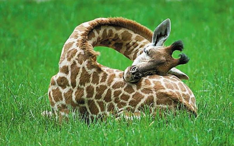 非洲科普｜长颈鹿的脖子为什么那么长？它又是怎样睡觉的？