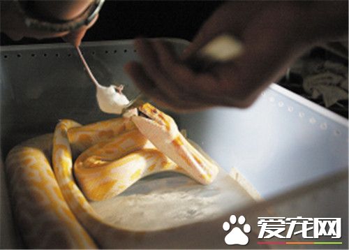 宠物蛇爬虫市场,杭州宠物蛇爬虫市场