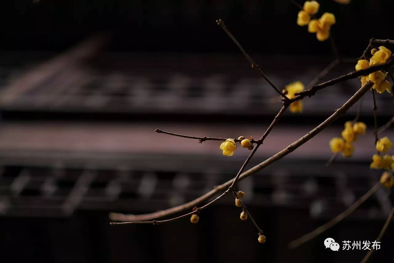 网师园里访腊梅:香密染成宫样黄……