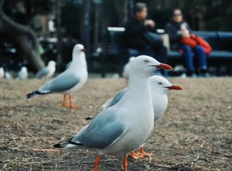 悉尼墨尔本大洋路旅游,悉尼7日游旅游攻略自由行