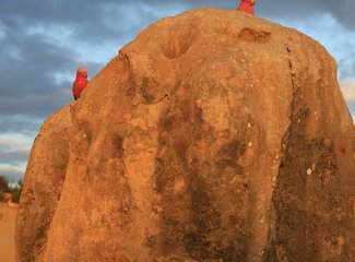 西澳珊瑚海岸3700公里自驾：卡尔巴里-猴子米娅-珊瑚湾-宁加洛珊瑚礁！