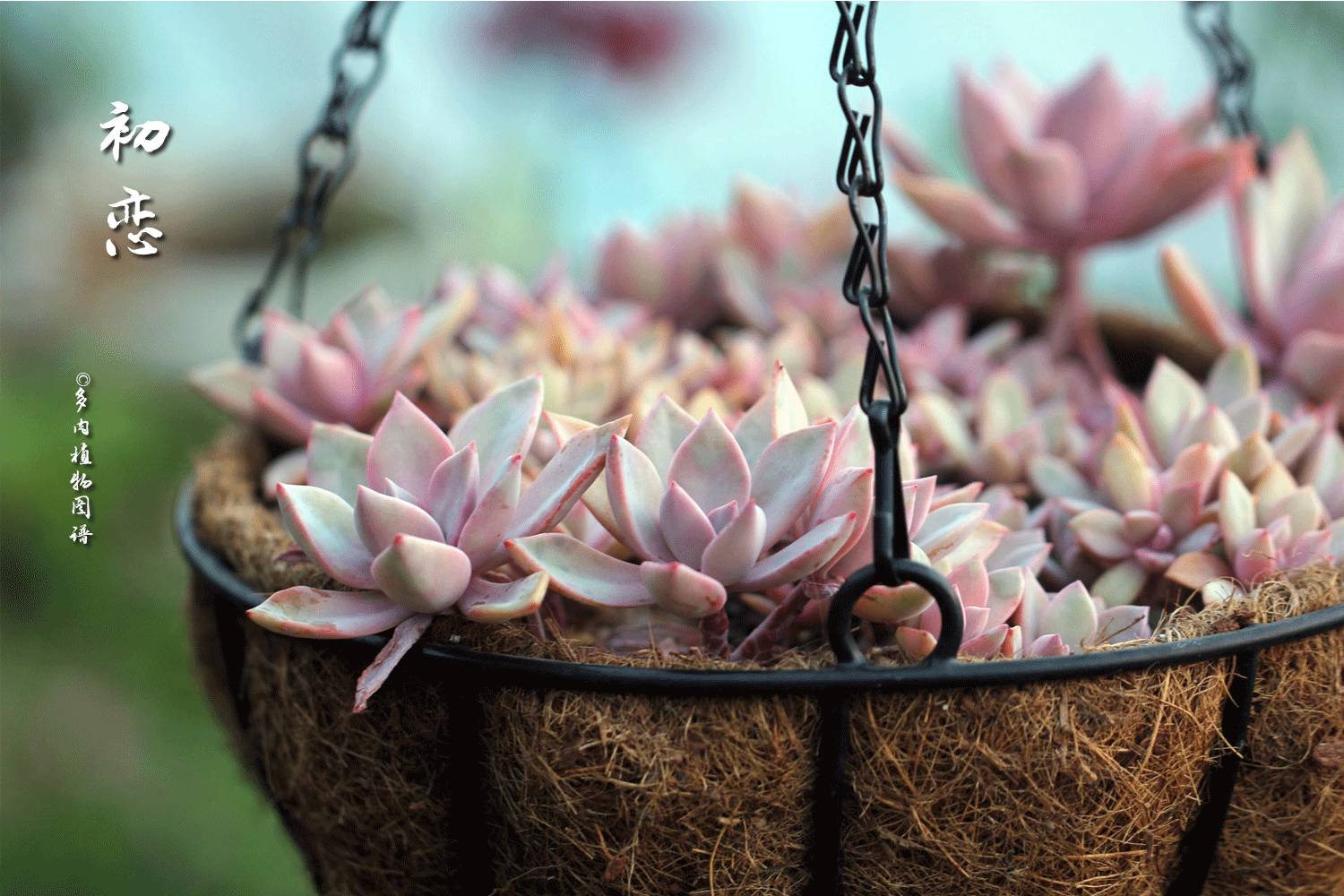 桃美人奶酪老桩多肉,桃美人可以养成绿色的吗