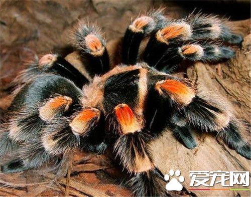 宠物蜘蛛用什么饲养缸,宠物蜘蛛最多可以多久不喂食