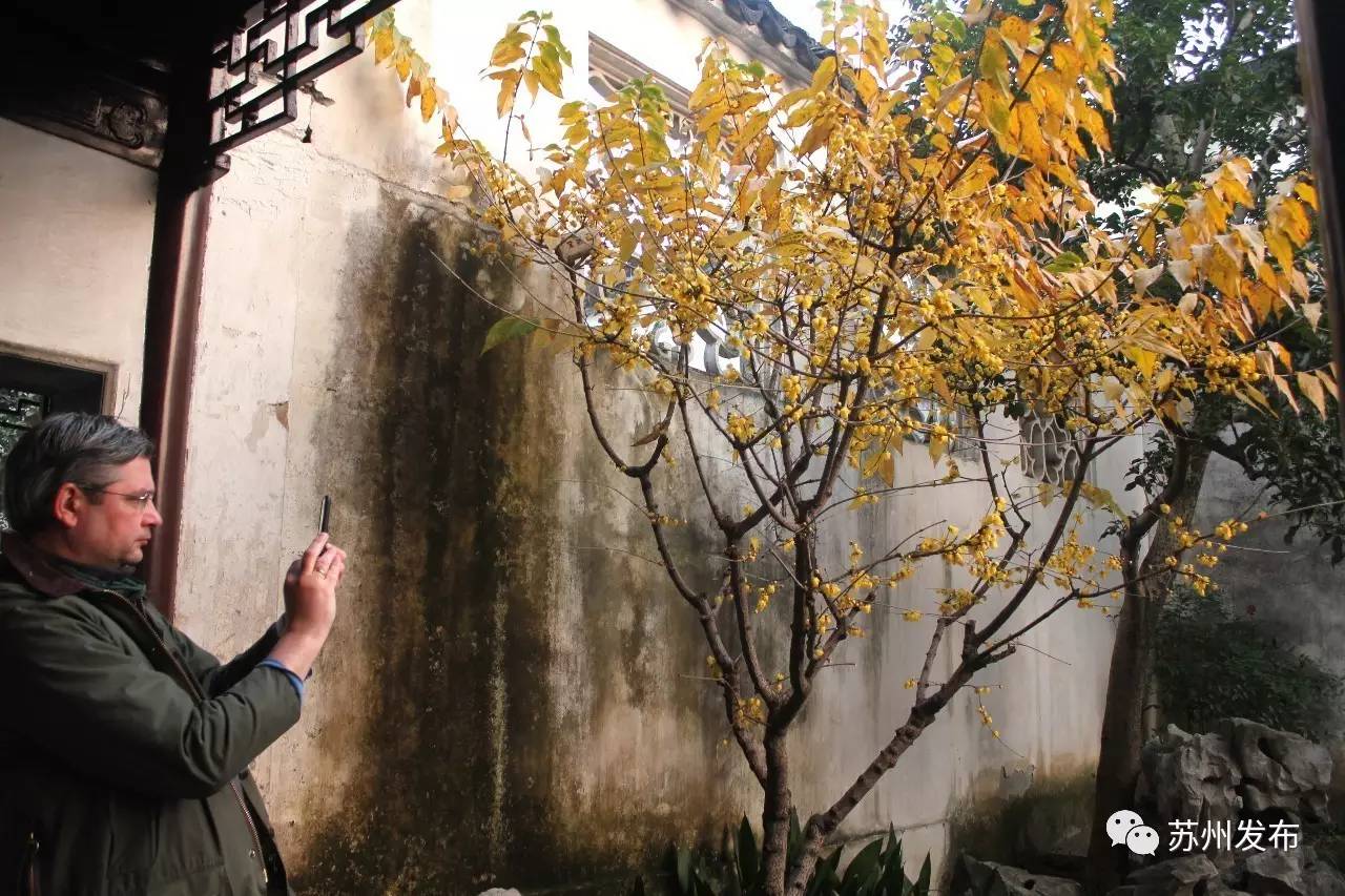 网师园里访腊梅:香密染成宫样黄……