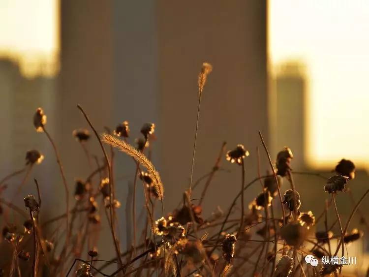 紫金看日出最佳地点,紫金城看日出最佳地点