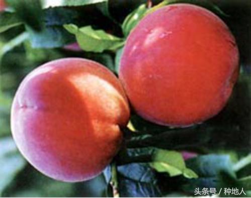 一年生小桃树修剪,桃树怎么修剪树枝