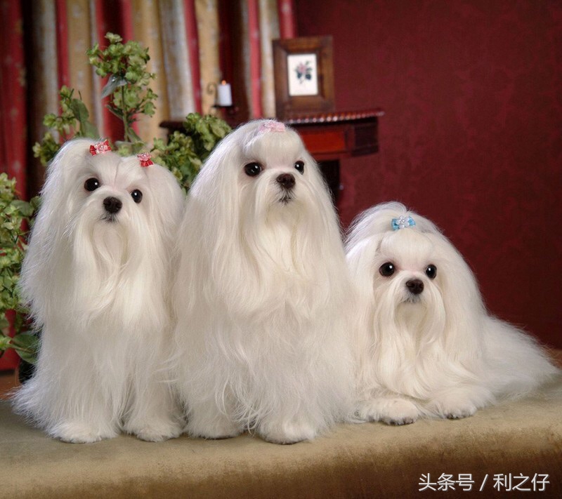 分娩前外阴消毒正确顺序,接产前产妇外阴消毒顺序