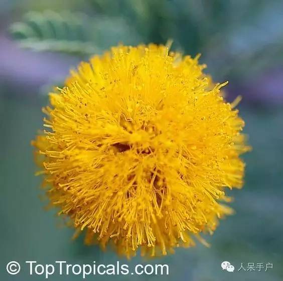 涓浗鍥借姳澶ц祻鍥剧墖,鍥借姳澶ц祻浜氭床鍥剧墖