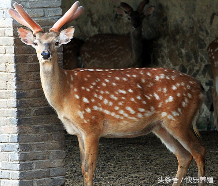 梅花鹿养殖基地养鹿日常,梅花鹿养殖技术大全视频教程
