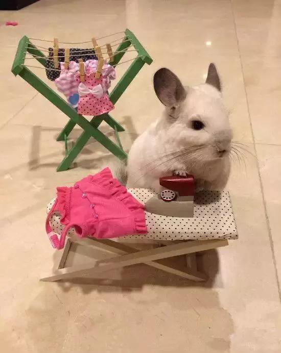 龙猫为什么那么贵呢?