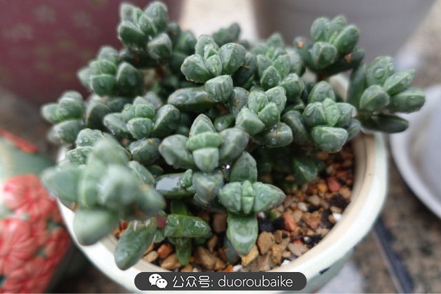 爱生活爱养花花卉绿植养护小知识,爱生活爱养花多肉植物养护小技巧