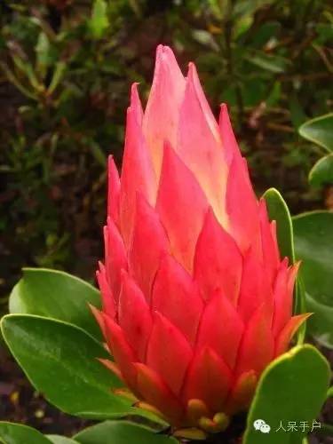 涓浗鍥借姳澶ц祻鍥剧墖,鍥借姳澶ц祻浜氭床鍥剧墖