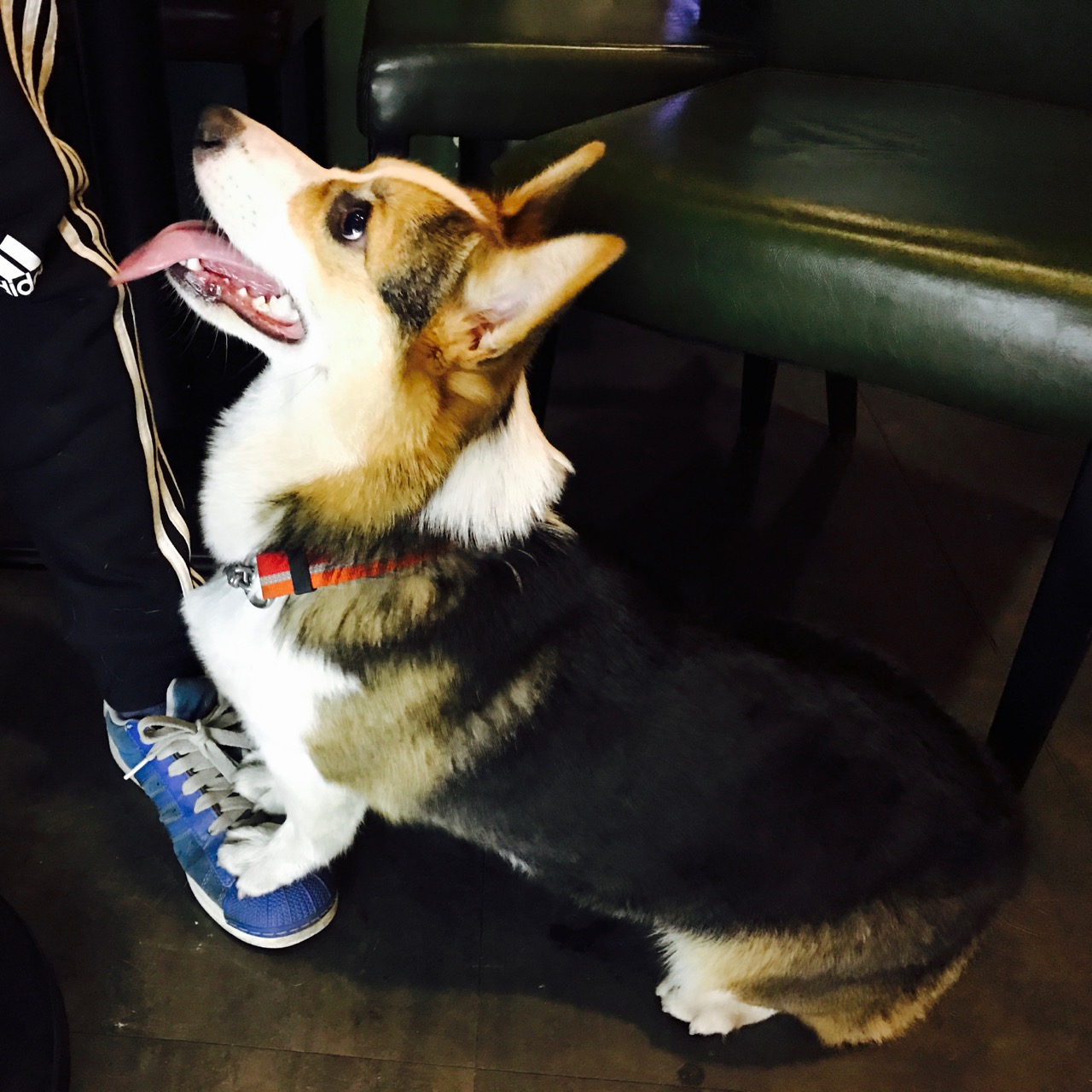 短腿男神蹭吃蹭喝欢乐多，“贱”装出席女票的生日派对