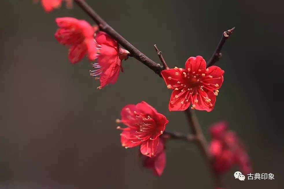 青江梅花香雪海,香雪海梅花国画