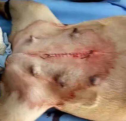 见过狗狗剖腹产吗？今天本兽医就带你来见识一下！