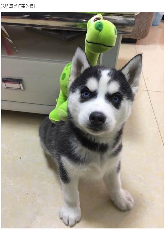 哈士奇的正确饲养方法有哪些,这才是哈士奇正确的打开方式