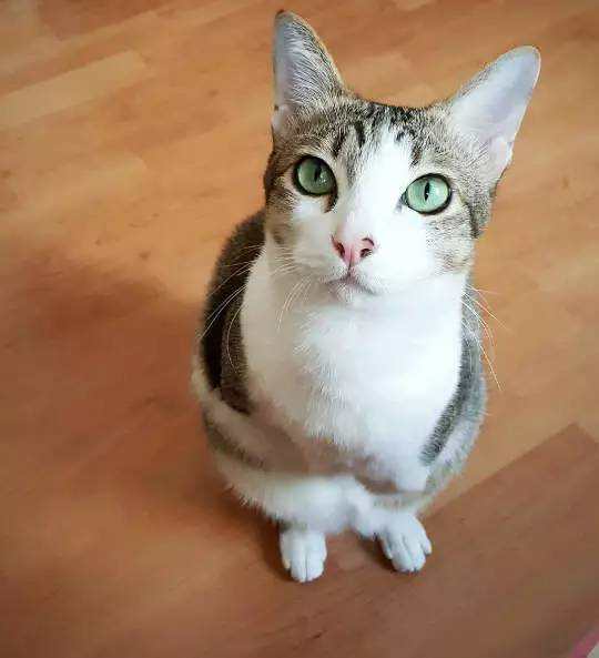 失去了前腿和尾巴，袋鼠猫的萌哒哒生活