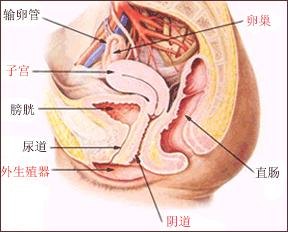 60岁女人有妇科炎症的表现,妇科炎症科普知识