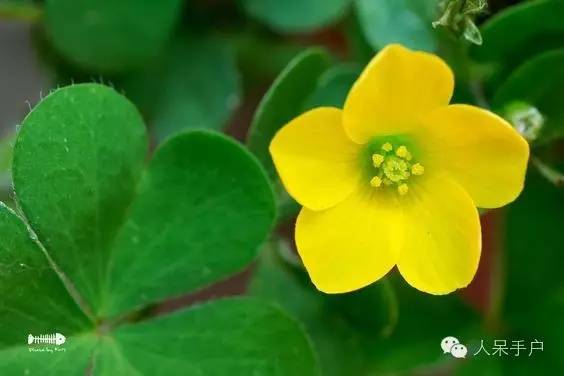 新年赏国花,世界各地最美的国花