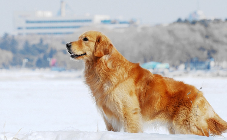 高智商的犬种,高智商的金毛犬视频