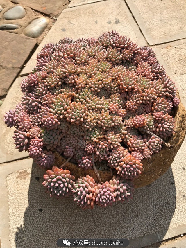 大姬星美人多肉,姬星美人怎么样爆盆