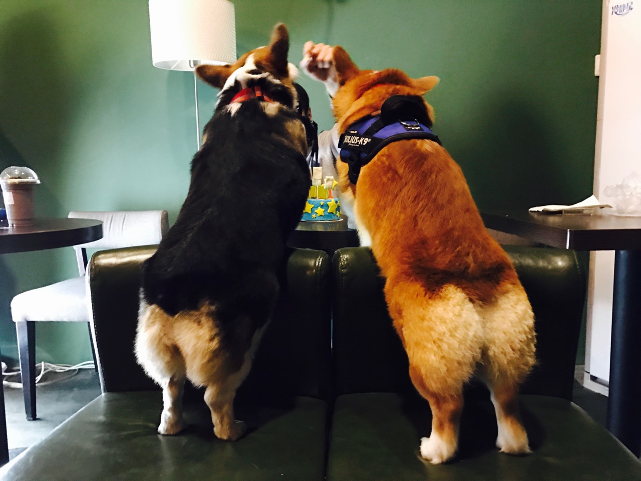 短腿男神蹭吃蹭喝欢乐多，“贱”装出席女票的生日派对