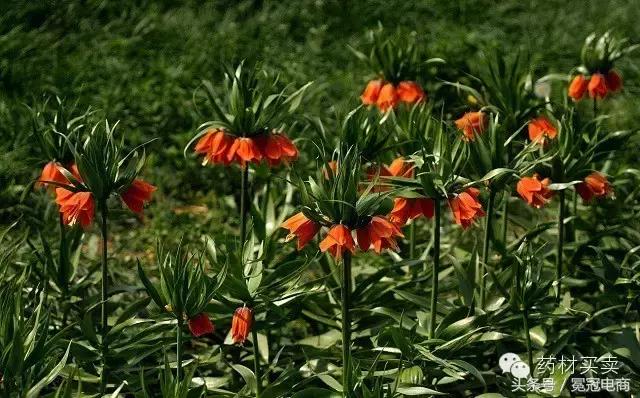 三分治，七分养！十大“健康”养肺中药，让你远离结核病！