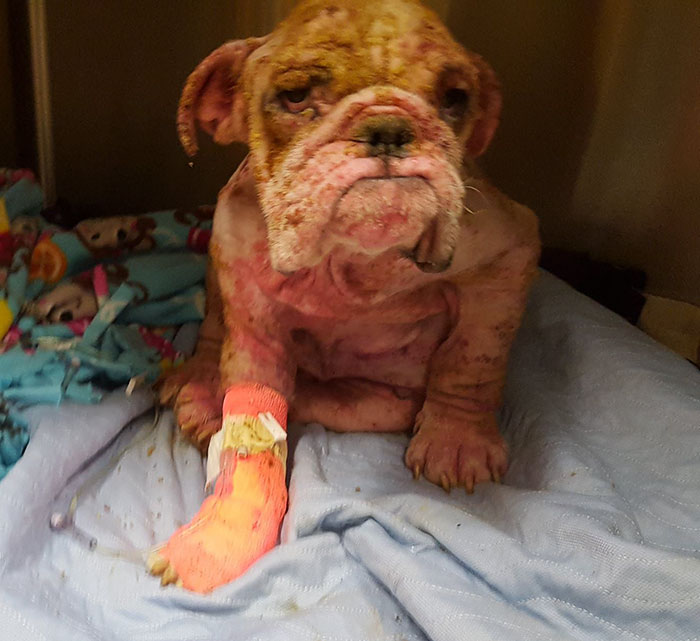 狗狗被主人虐待身上全是虫卵,小狗被主人虐待瘦骨如柴