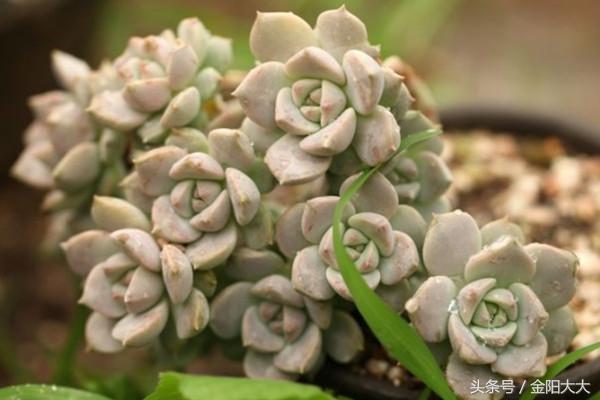 白牡丹多肉怎么栽培,多肉白牡丹养殖方法