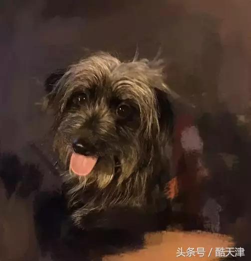 怎样知道家里的狗狗是串串 (怎么知道我家狗是什么串串)