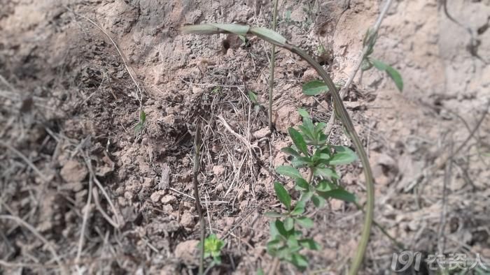 什么草活血止痛,地里常见的中草药