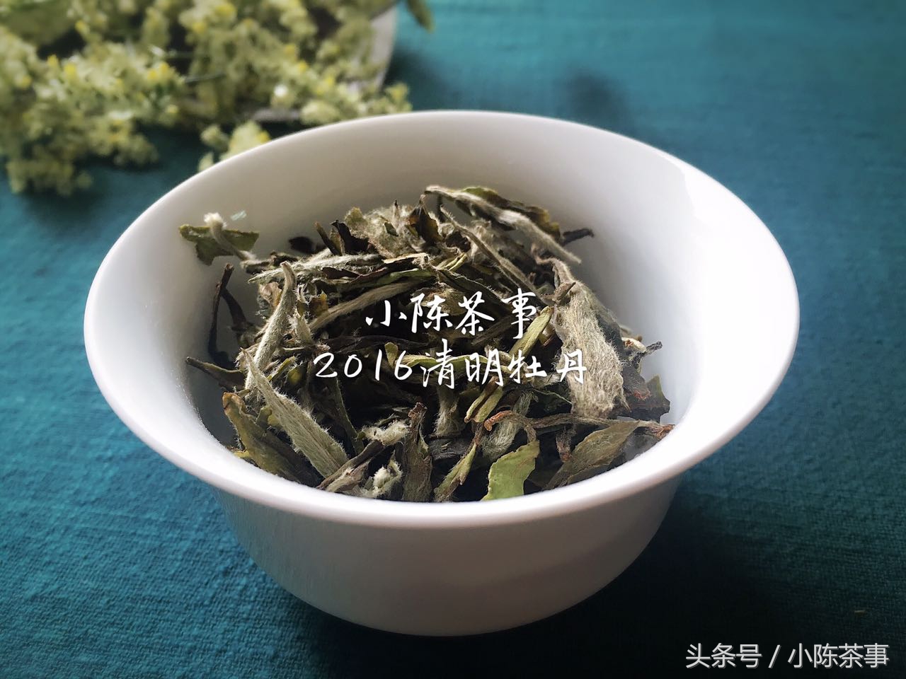 什么是老白茶新白茶,老中医白茶