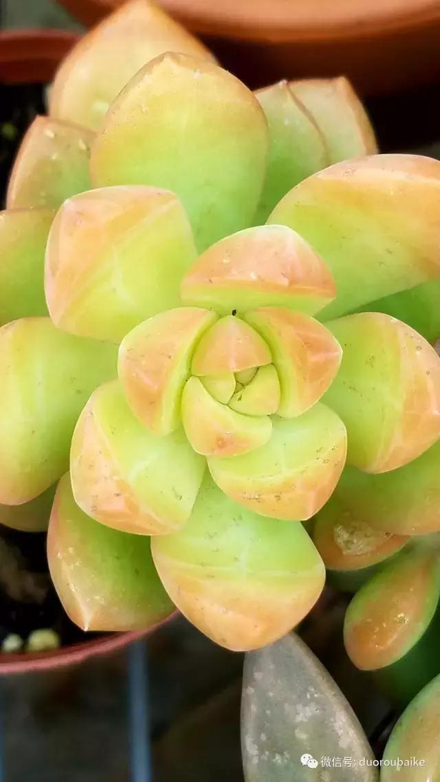 养多肉人发的朋友圈,养肉者们分享的多肉视频