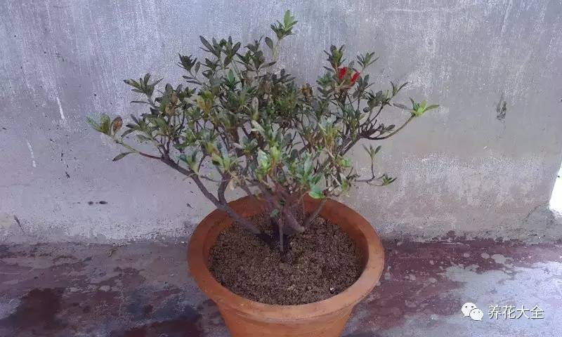 花死了花盆要不要扔,花死了要不要扔