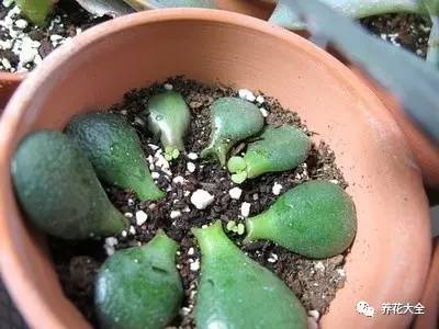 花死了花盆要不要扔,花死了要不要扔