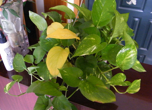 绿萝为什么养着养着叶子就发黄了,绿萝叶子发黄怎么能让它旺盛起来