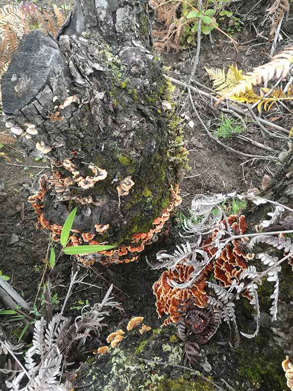 滇藏219线骑摩托进藏最全攻略,2021滇藏进藏自驾游