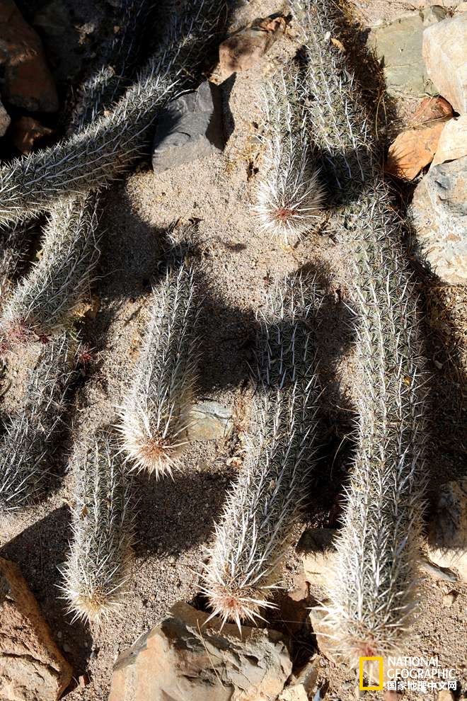 图森仙人掌,图森地理位置