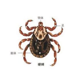 朋克公主艾薇儿已经37岁了吗,艾薇儿隐退了多少年