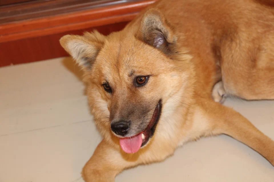 她叫肉肉(土话;扭扭)