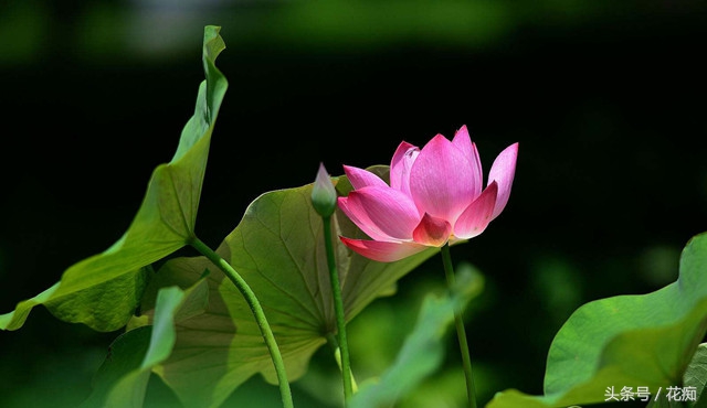 一节藕种出一池莲花,荷花盆景藕种