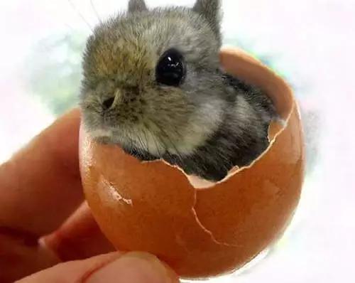 兔子好养吗,兔子属于动物吗