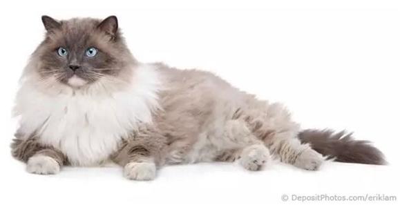 布偶猫美,布偶猫好美