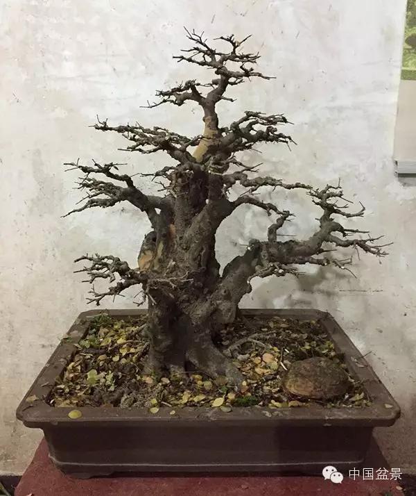 一株盆景60万元,石榴盆景100种图片